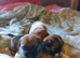 Pekingese Cross terrier