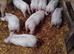 Weaners for sale
