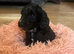 First cross cockapoo puppies