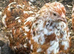 Beautiful milliefluer pekin pullets 16 -19 weeks old