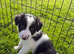Border collie puppies