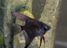 Platinum and Black Lace Angelfish &pound;10 each