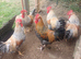 Cockerels 5mth old. Free. Cream legbar.
