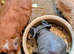 Baby guinea pigs