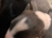 Lurcher Puppies for Sale