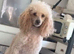 miniature poodle pups
