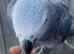 African grey for sale very Tame