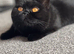 British shorthair kitten