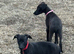 Whippet puppys