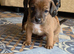 Jack Russell X Red Lakeland Terrier Puppies