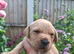 Labrador puppies