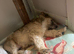 Westie cross Cairn terrier male puppies
