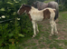 Drum filly