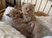 British shorthair kittens lilac/blue