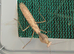 Subadult pair of Timor shield mantis plus other inverts