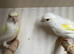 Dimorphic canaries