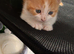 Ginger male