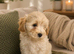 UPDATED-READY NOW Adorable maltipoo puppies