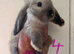 Mini lop pure bred