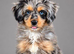 Miniature bernadoodle girl