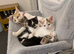 Kittens for sale x 3  all females
