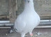 Free pigeons