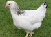 POINT OF LAY CHICKENS AVAILABLE NOW