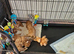 Cavalier King Charles Spaniel, KC reg, health checked puppies