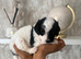 READY TO RESERVE Cavapoochon pupps