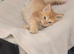 Mainecoon/ragdolls