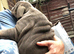 READY NOW 11 week old English Bulldogs last 2