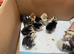 Pekin bantam