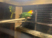 4 kakarikis for sale