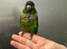 £300 each hand reared baby conure parrots