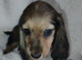 K.C. Reg. Longhaired Miniature Pups