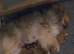 Pomeranian puppy's