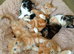 Beautiful kittens available now