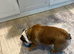 Margaret The English bulldog
