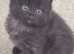 Kitens