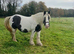 Gorgeous Heavy weight cob