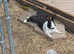 Male Dutch Rabbit