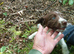 Springer pups