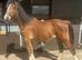 11mth gelding