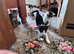 5 beautiful kittens available