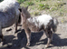Miniature Spotted mare, reg the BSPSoc.
