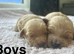 6 adorable cockapoo boys ready on 13th July