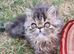 Last GCCF registered persian kitten