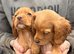 Beautiful cocker spaniel puppies
