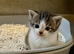2 tabby grey and white kittens both girls
