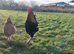 Wheaten Marans &ndash; Hatching Eggs
